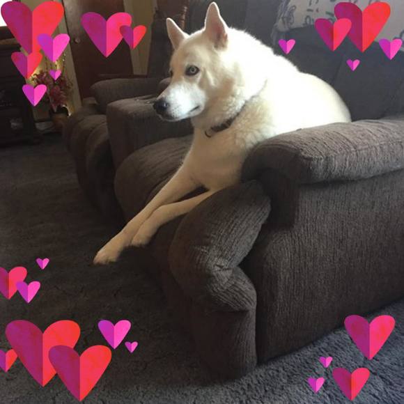 Meet your Posher, Sue - Picture 1 of 1